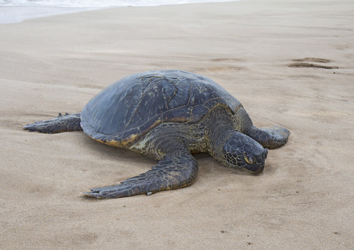 Dead sea turtle