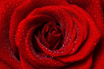 Rose, Valentine's Day, Red.
