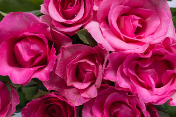 Background image of pink roses.