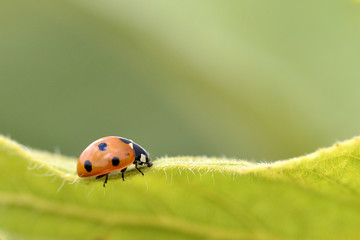 Fototapeta premium Ladybug on leave
