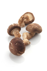 Shiitake Mushroom, Chinese mushroom