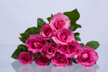 Pink roses.
