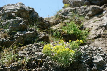 Fototapeta na wymiar Yellow flowers on a rock