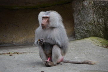 Grey Baboon