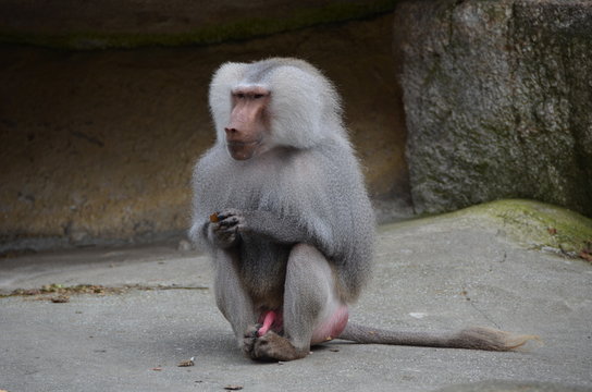 Grey Baboon