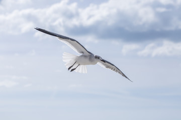 Möwe im Flug auf Honeymoon Island USA