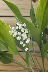 Lilies of the valley on a wooden wall background