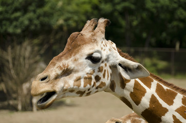 giraffe head side view