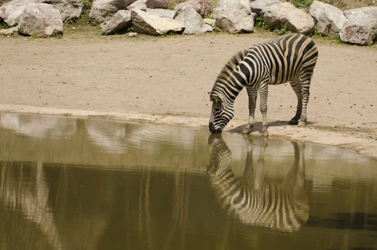 Zebra On The Lake And Reflection In Water