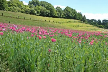 Schlafmohnblüte (Papaver somniferum) in Germerode am Meißner 
