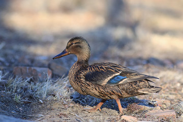 duck grass autumn