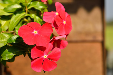 red vinca flowers, madagascar periwinkle