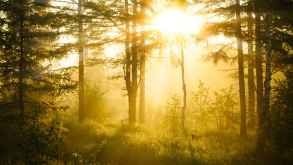Sunrise in misty forest