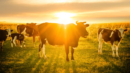 Le bétail paissant au coucher du soleil