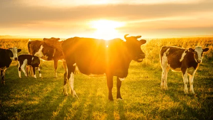 Poster de jardin Vache Le bétail paissant au coucher du soleil
