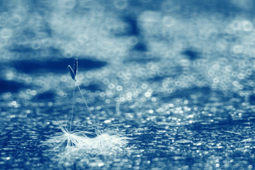 macro dandelion fluff