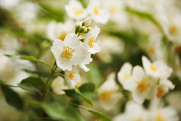 Obraz na płótnie Canvas Large white flowers of jasmine