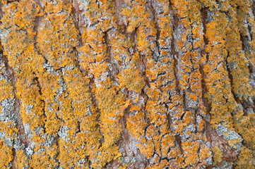 tree bark with moss background