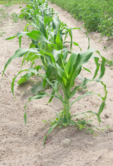 Corn grows in the garden