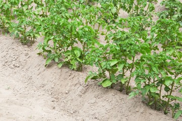 potato is growing in the garden