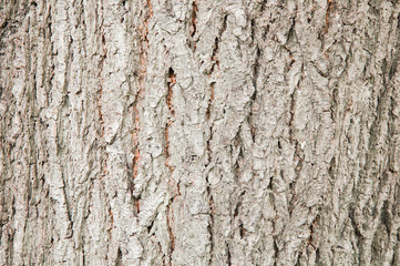 tree bark background