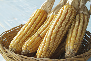 Dried corn in basket