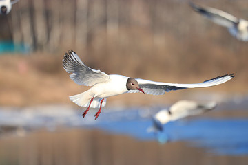 Seagull water spring snows spring