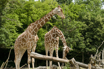 Two giraffes - one supervises the other