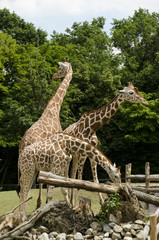 Three giraffes - views on three sides