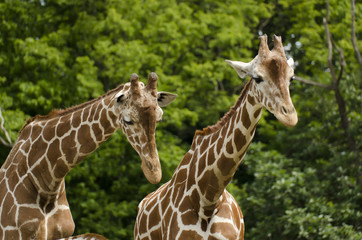 Two giraffes watching the same direction