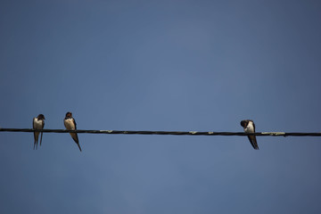 Hirundo rustica