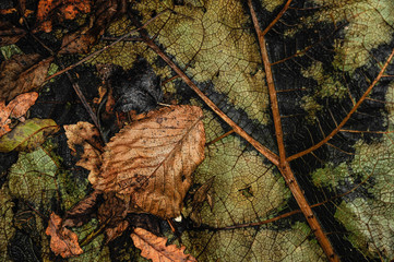 decaying autumn leaves abstract background texture