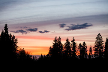 Beautiful sunset sky and tree silhouettes