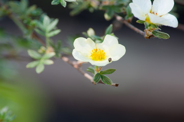 Лапчатка кустарниковая Limelight Potentilla fruticosa Primrose Beauty’