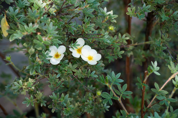 Лапчатка кустарниковая Limelight Potentilla fruticosa Primrose Beauty’