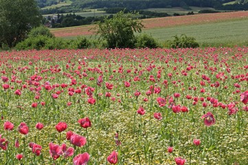 Schlafmohnblüte (Papaver somniferum) in Germerode am Meißner 
