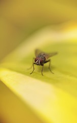 Flys, Fly, Housefly.
