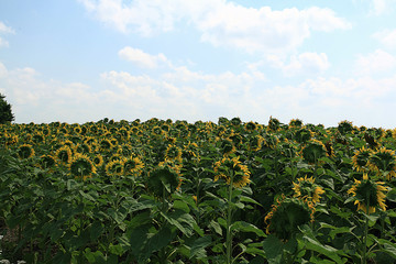 Fototapeta na wymiar sunflowers landscape macro green summer
