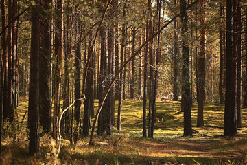 summer landscape in the forest