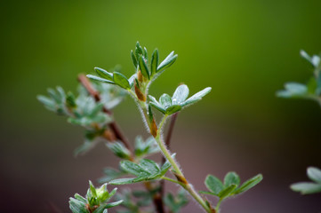 Obraz premium Лапчатка кустарниковая (Potentilla fruticosa) ‘Primrose Beauty’