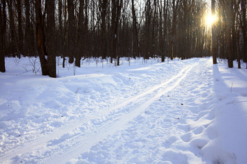 Winter forest landscape on a sunny day