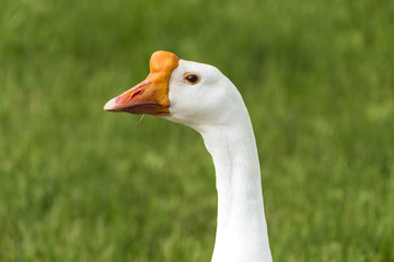 A beautiful closeup of a Chinese Swan Goose in Bay City, Michigan