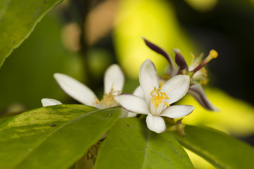 Fototapeta na wymiar mandarin blossom 