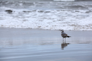 storm at sea gull on the coast