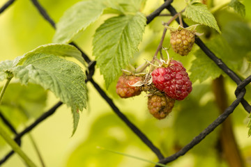 Red raspberry front of the fence