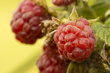 Red raspberries on the plant