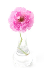 pink rose isolated on white background