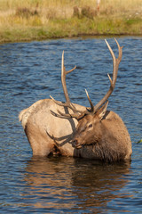 Obraz premium Bull Elk in River