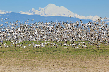 Snow Geese