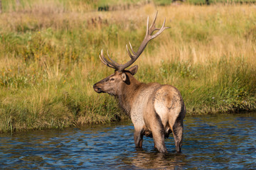 Bull Elk in River